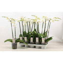 PHALAENOPSIS BLANCA M12 70CM