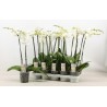 PHALAENOPSIS BLANCA M12 70CM