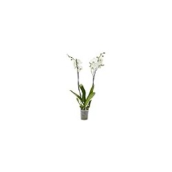 PHALAENOPSIS BLANCA M12 70CM