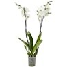PHALAENOPSIS BLANCA M12 70CM