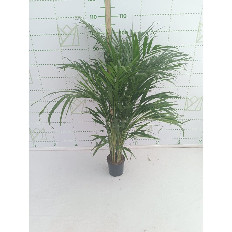 Areca 110 cm m14
