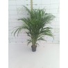 Areca 110 cm m14