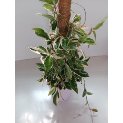 Hoya tutor Tricolor