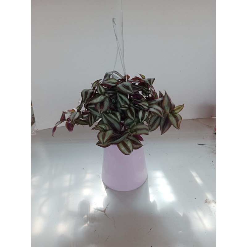 Tradescantia zebrina m18