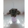 Tradescantia zebrina m18