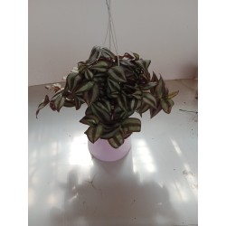 Tradescantia zebrina m18
