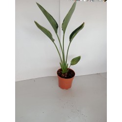 Strelitzia reginae m12