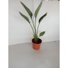 Strelitzia reginae m12