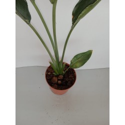 Strelitzia reginae m12