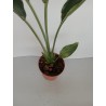 Strelitzia reginae m12