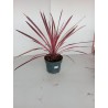 Cordyline  Australis  m19
