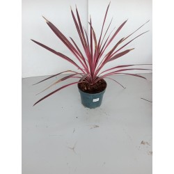 Cordyline  Australis  m19