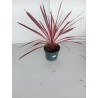 Cordyline  Australis  m19
