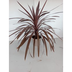 Cordyline Australis m17 red