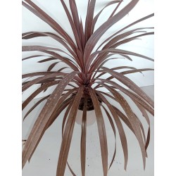 Cordyline Australis m17 red