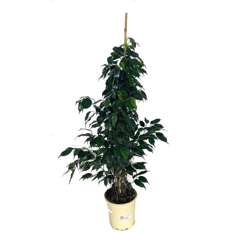 Ficus Daniel 80cm