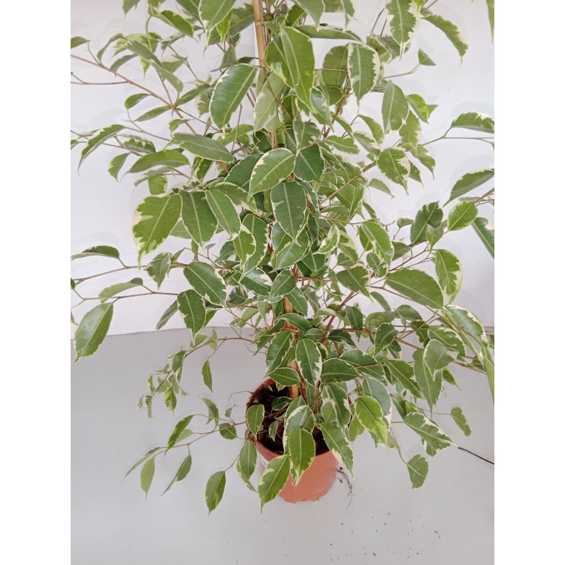 Ficus Daniel white 80 cm