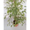 Ficus Daniel white 80 cm