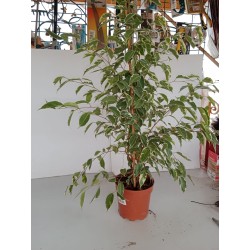 Ficus Daniel white 80 cm