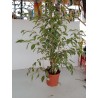 Ficus Daniel white 80 cm