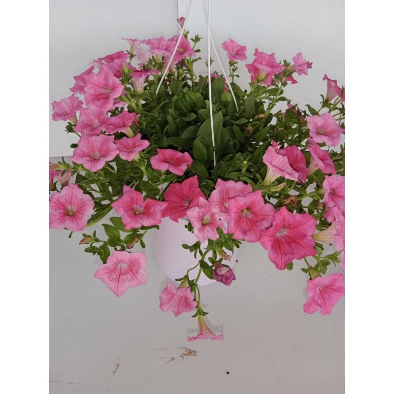 Petunia colgante tarrina 1.60L color rosa