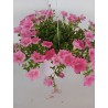Petunia colgante tarrina 1.60L color rosa