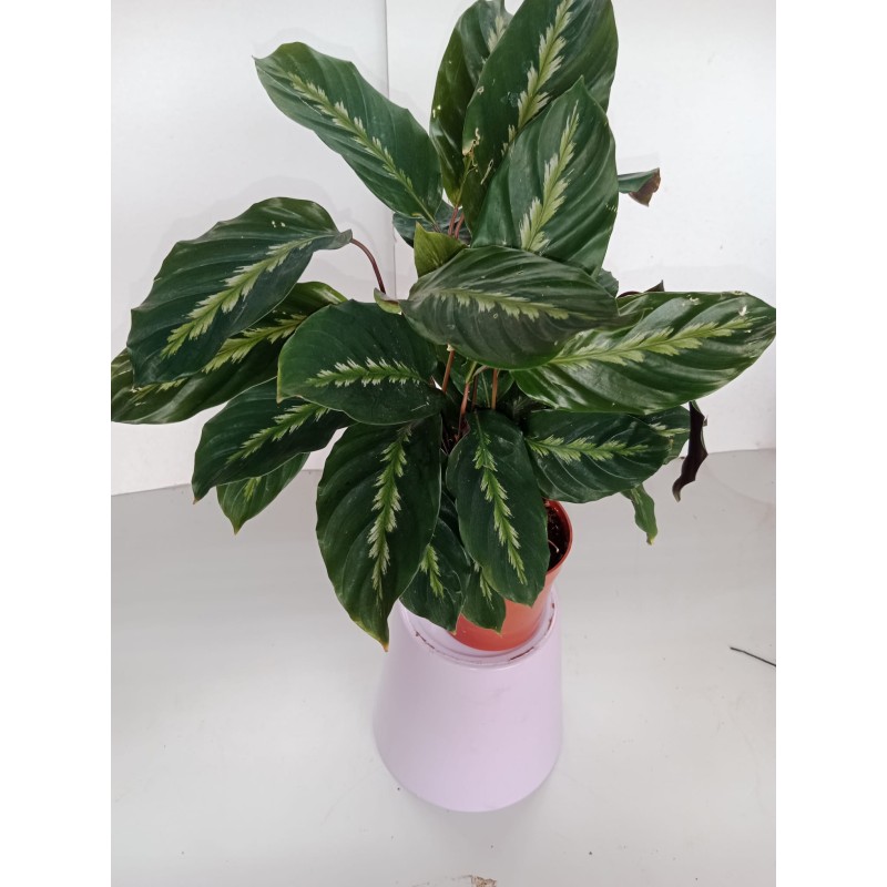 Calathea m14