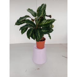 Calathea m14