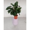 Calathea m14