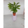 Calathea m14 green