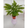 Calathea m14 green