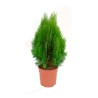 THUJA AUREA NANA M24